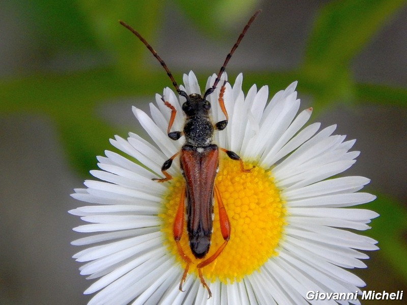 Stenopterus rufus